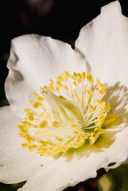 Fiore bianco e giallo in primo piano