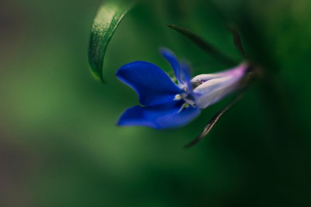 Fiore blu di lobelia che fiorisce in primavera