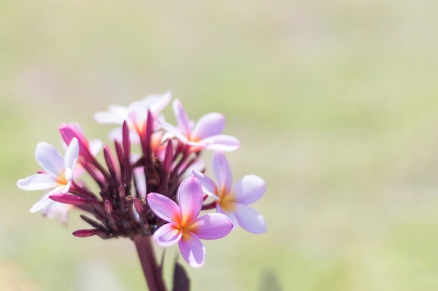 fiore carino con sfondo sfocato