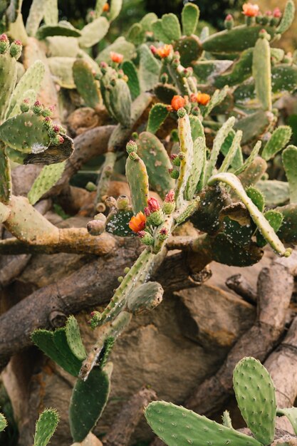 Fiore che fiorisce sulla pianta di cactus