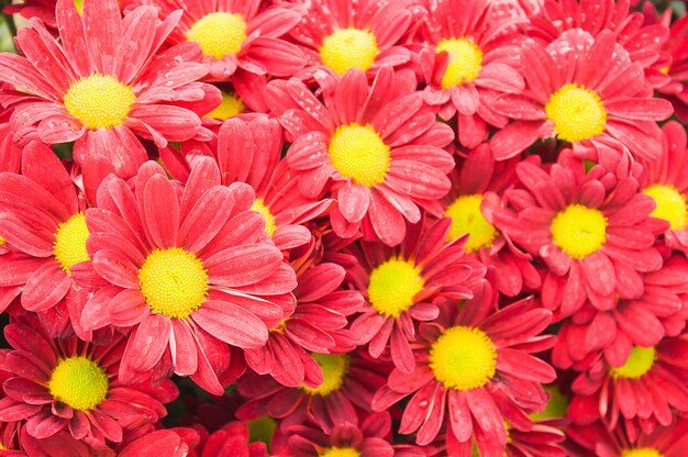 Fiore colorato crisantemo rosso.