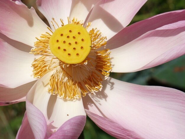 Fiore con petali di rosa e centro giallo con i puntini