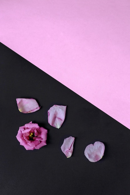 Fiore con petali su carta da parati rosa e nero