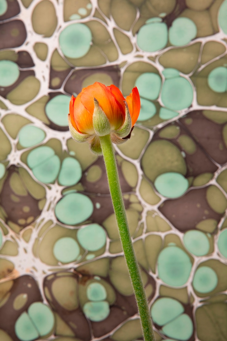 Foto gratuito fiore con pittura psichedelica