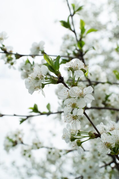 Fiore di albicocca nel cielo