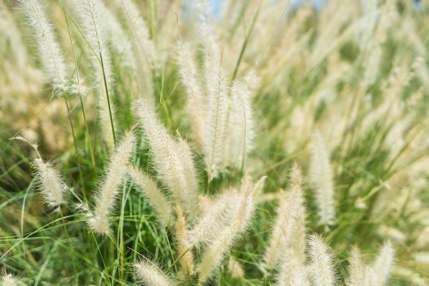 Fiore di erba sfocata