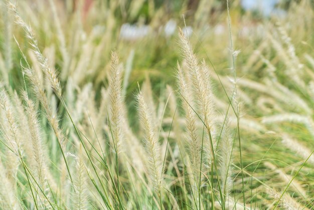 Fiore di erba sfocata