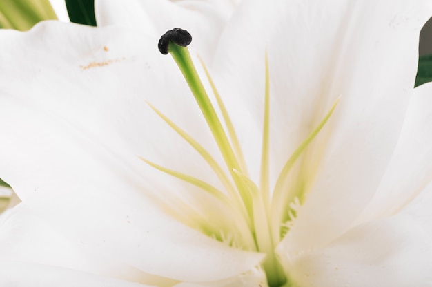 Fiore di giglio bianco con polline