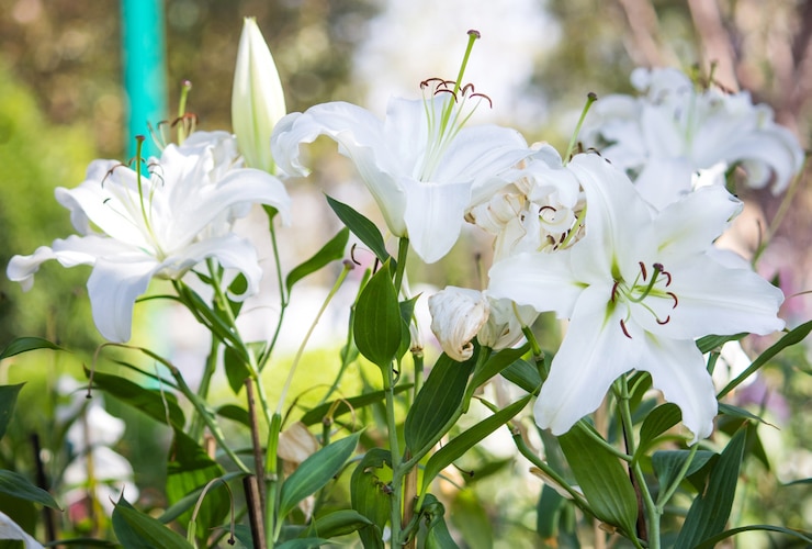 Foto gratuito fiore di giglio bianco in un giardino