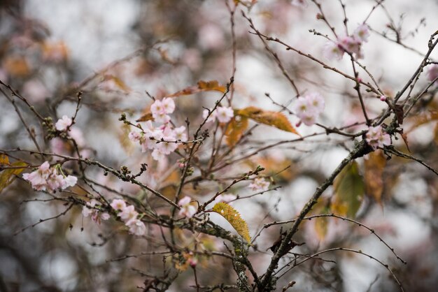 Fiore di Higan nel parco durante la stagione autunnale