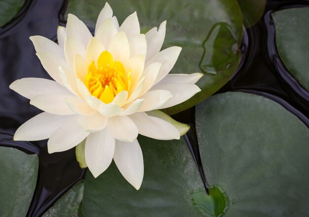 Fiore di loto giallo in stagno