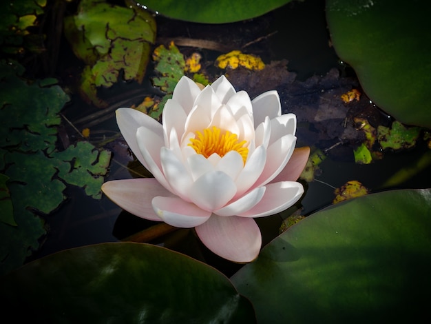 Fiore di loto sacro bianco sull'acqua