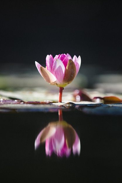 Fiore di loto viola sull'acqua