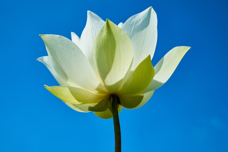 Foto gratuito fiore di loto
