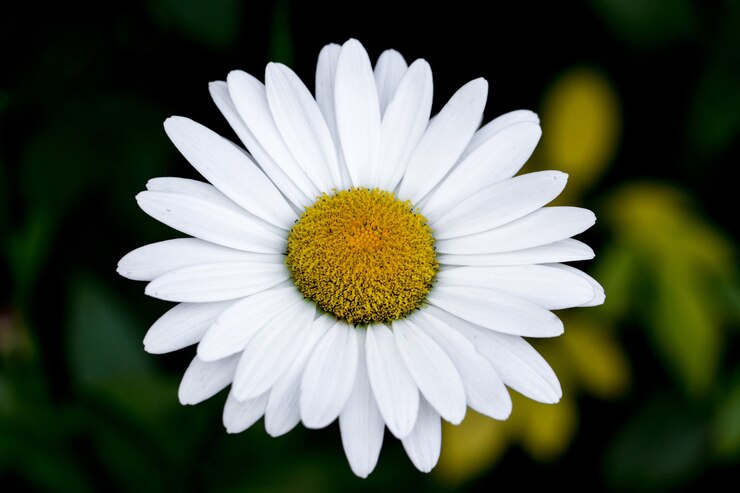 Fiore di margherita bianca