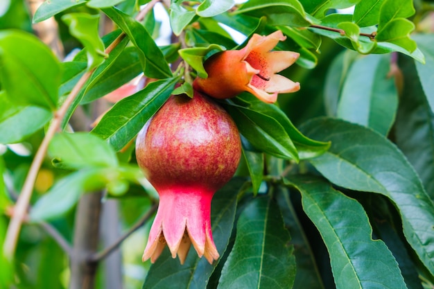 Fiore di melograno rosso fiorisce all'aperto in un giardino estivo.