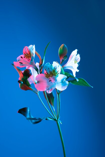 Fiore di orchidea su sfondo blu