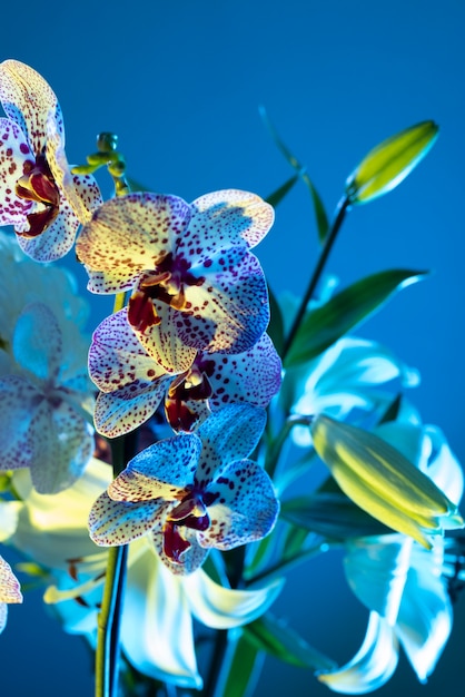 Fiore di orchidea su sfondo blu