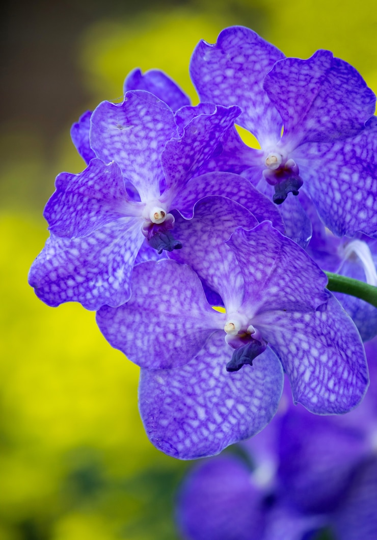 Foto gratuito fiore di orchidea vanda blu