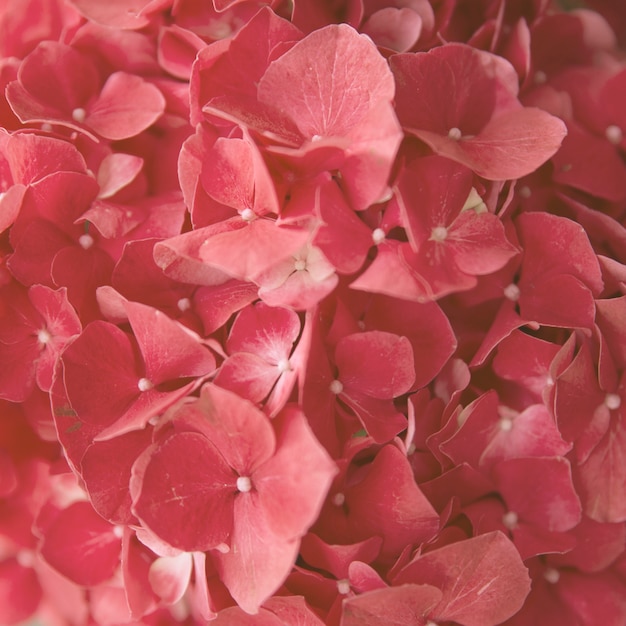 Fiore di Ortensia rosso naturale senza soluzione di full frame