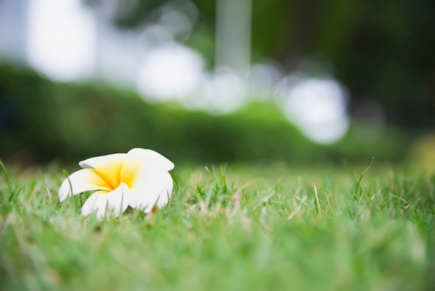 Fiore di plumeria sulla terra dell'erba verde - bello concetto della natura