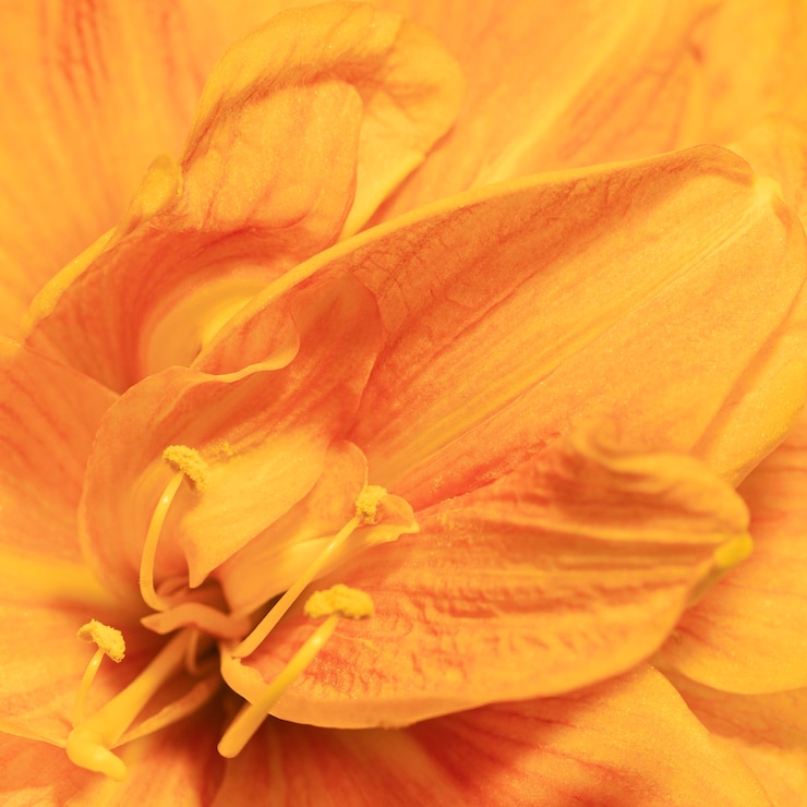 Foto gratuito fiore di primavera abbastanza macro