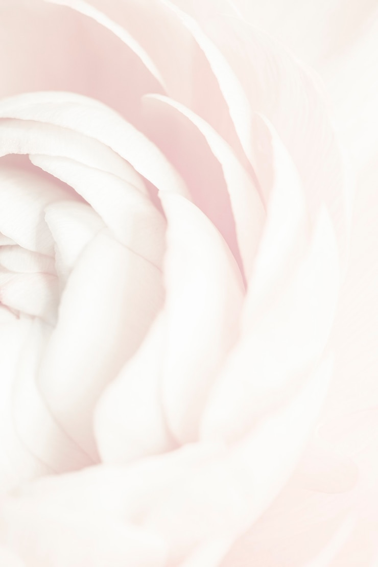 Foto gratuito fiore di ranuncolo bianco in fiore