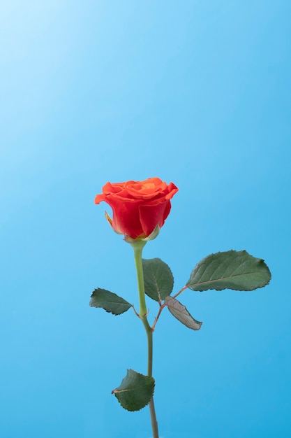 Fiore di rosa nel cielo