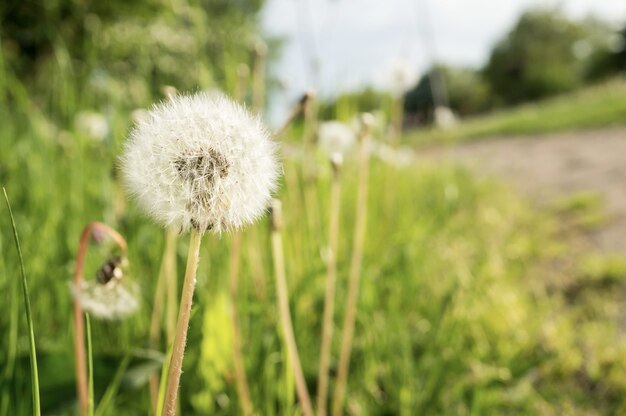 Fiore di tarassaco bianco nel prato