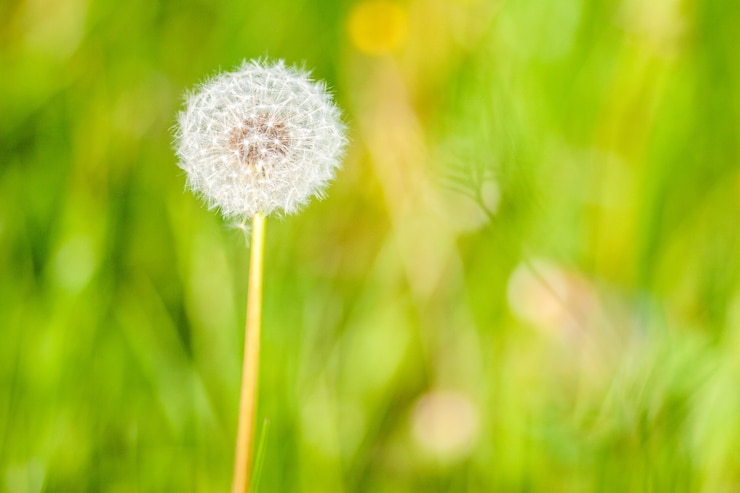 Foto gratuito fiore di tarassaco in giardino in una giornata di sole