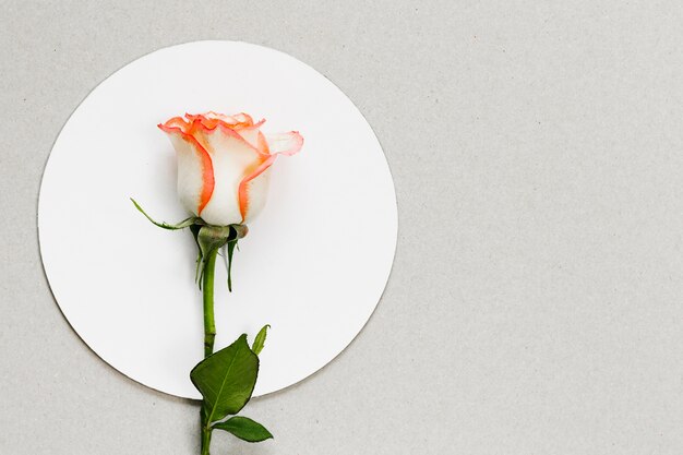 Fiore di vista superiore sul cerchio bianco