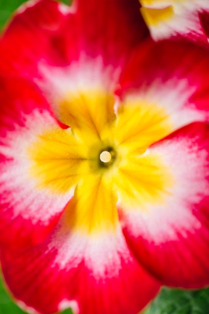 Fiore fragile del primo piano