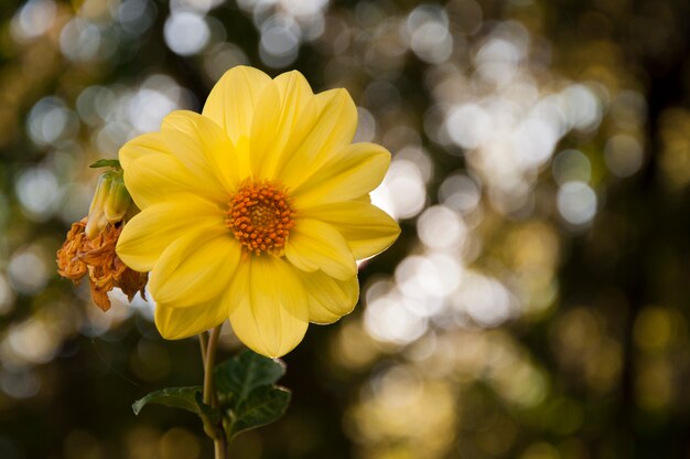 fiore giallo bei petali di viaggio