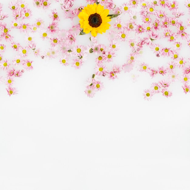 Fiore giallo circondato da un fiore rosa su sfondo bianco