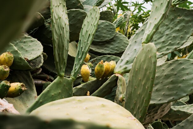 Fiore giallo del fondo del cactus