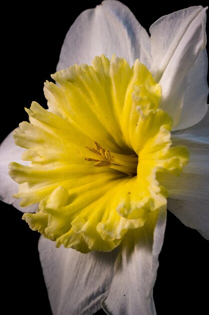 Fiore giallo e bianco in primo piano