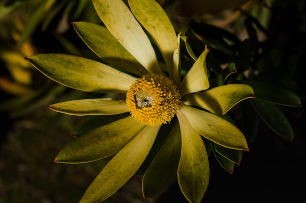 Fiore giallo e verde in primo piano