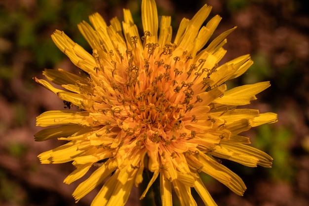 fiore giallo esotico catturato in un giardino