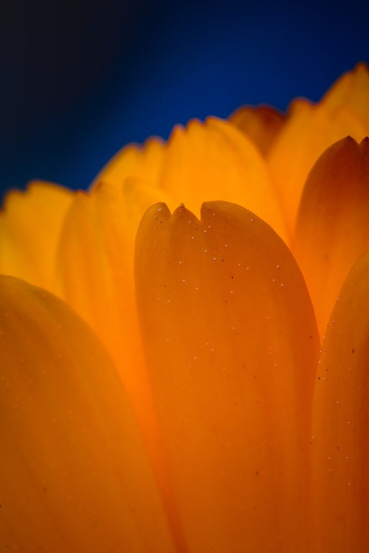 Foto gratuito fiore giallo in primo piano