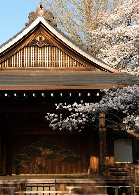 Fiore grazioso dell'albero di pesco a Tokyo alla luce del giorno