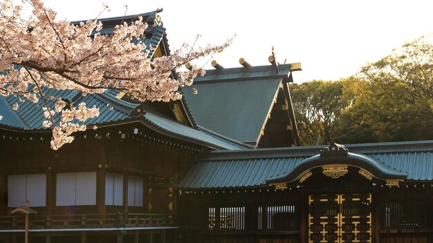 Fiore grazioso dell'albero di pesco a Tokyo alla luce del giorno