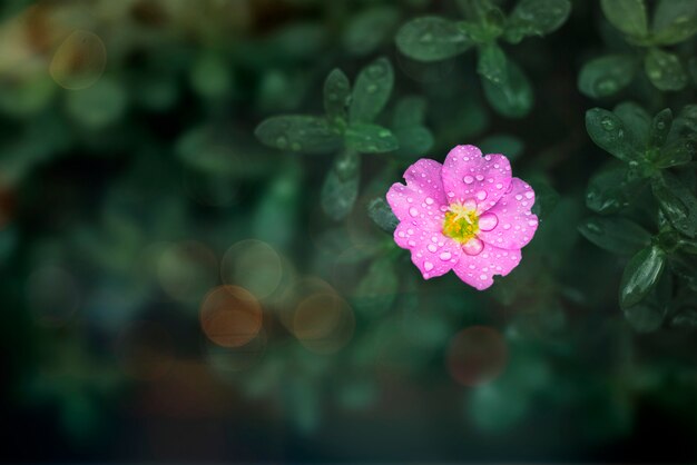 Fiore in natura