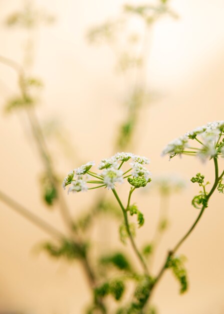 Fiore naturale con effetto sfocato