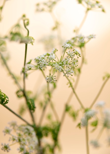 Fiore naturale con effetto sfocato