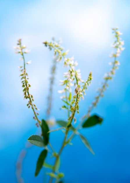 Fiore naturale con effetto sfocato