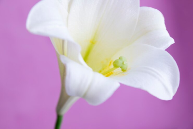 Foto gratuito fiore naturale con effetto sfocato
