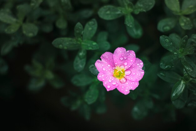 Fiore rosa con gocce d'acqua sui petali