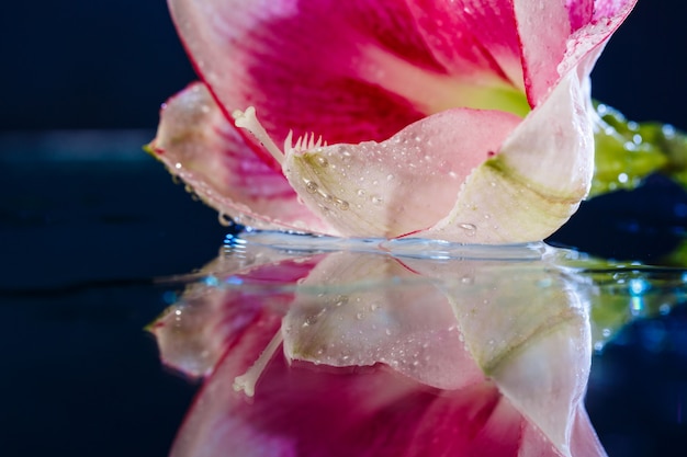 Fiore rosa con gocce d'acqua sul muro blu scuro