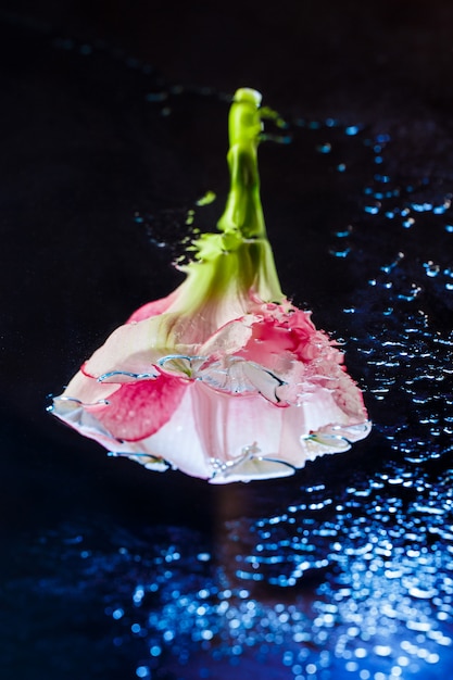 Fiore rosa con gocce d'acqua sulla superficie blu scuro