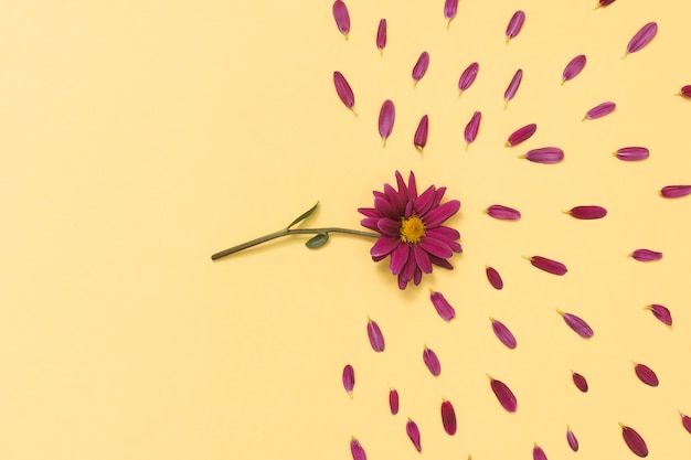 Fiore rosa con petali sul tavolo